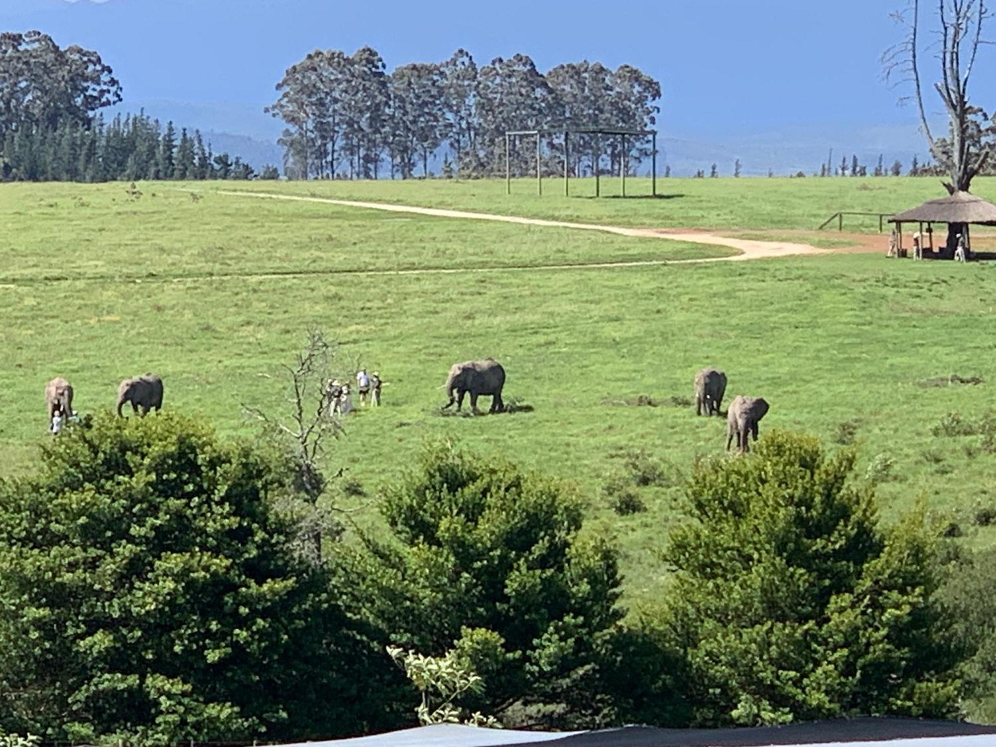 Elephant View Homestead Плетенбърг Бей Екстериор снимка